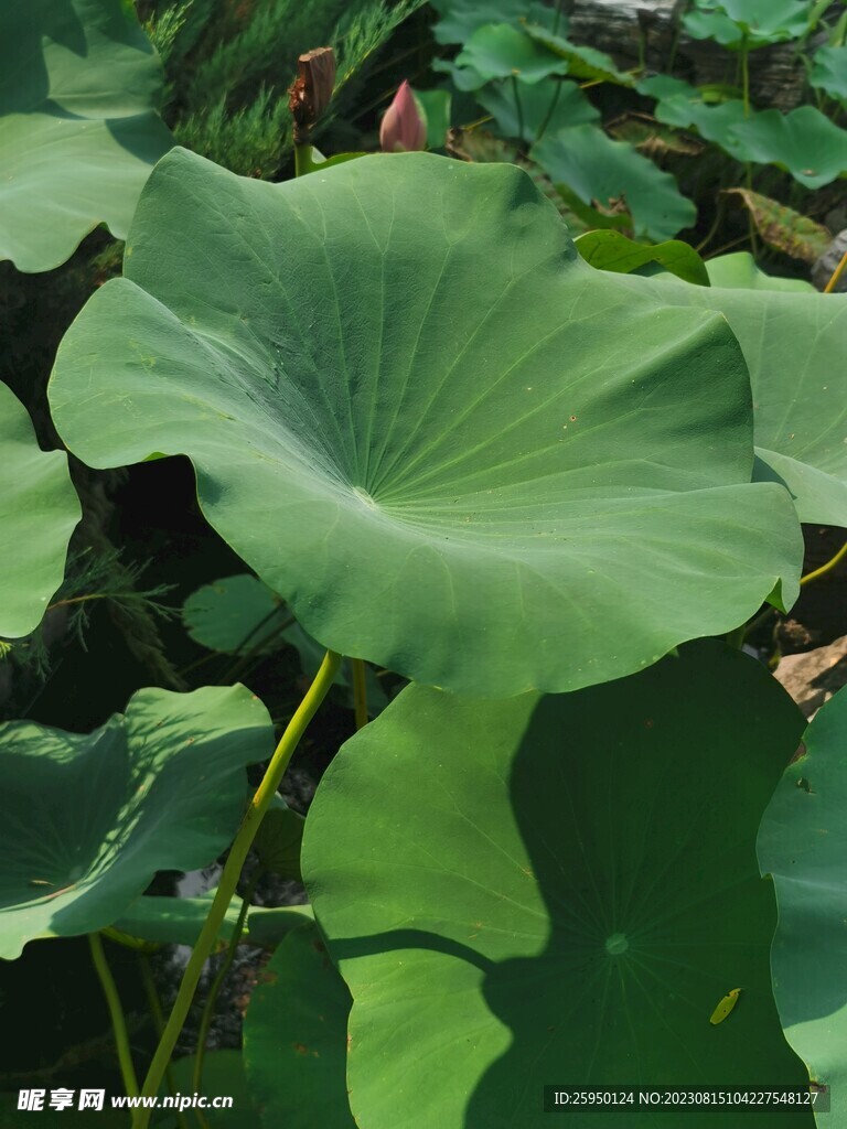 荷花