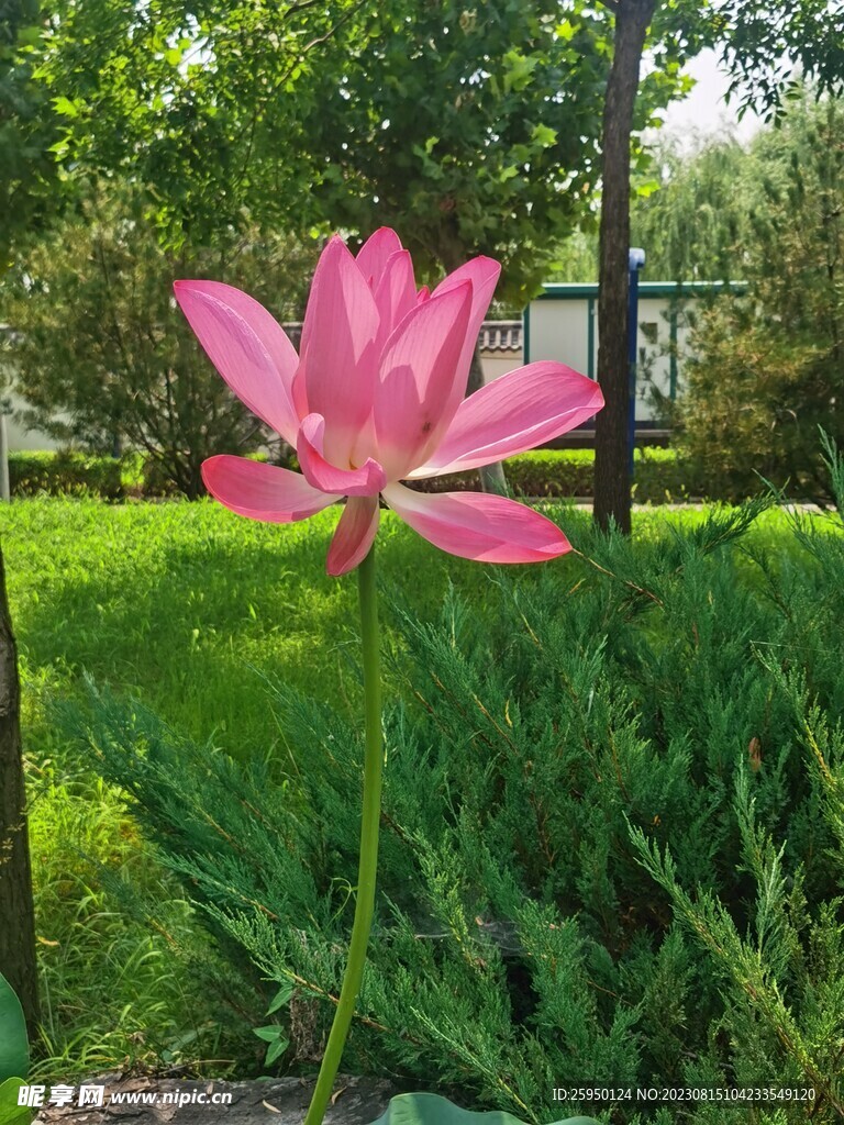 荷花