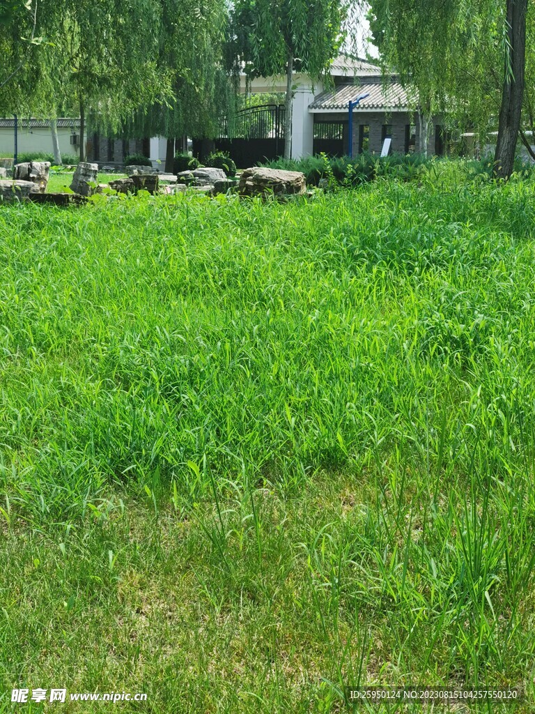草地 