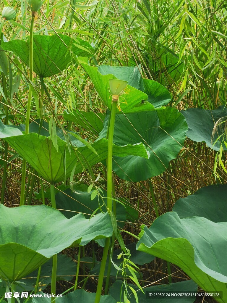荷花