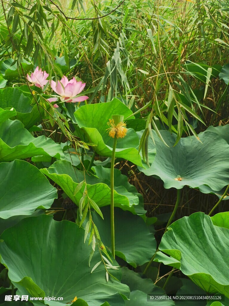 荷花