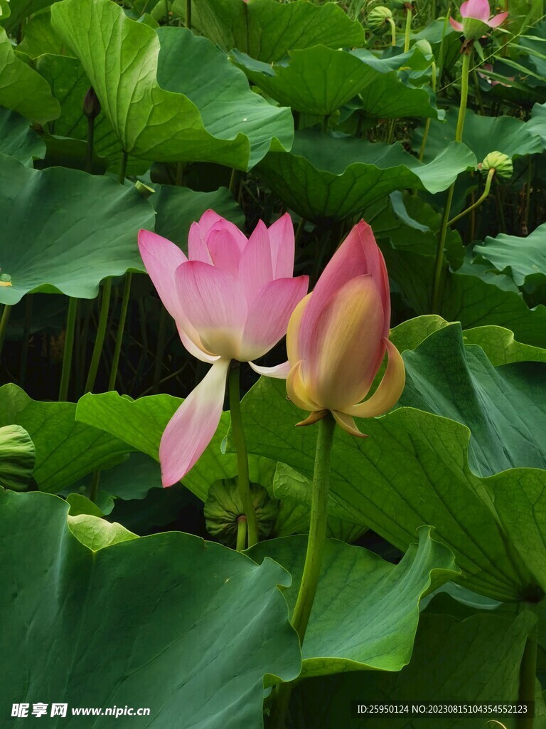 荷花