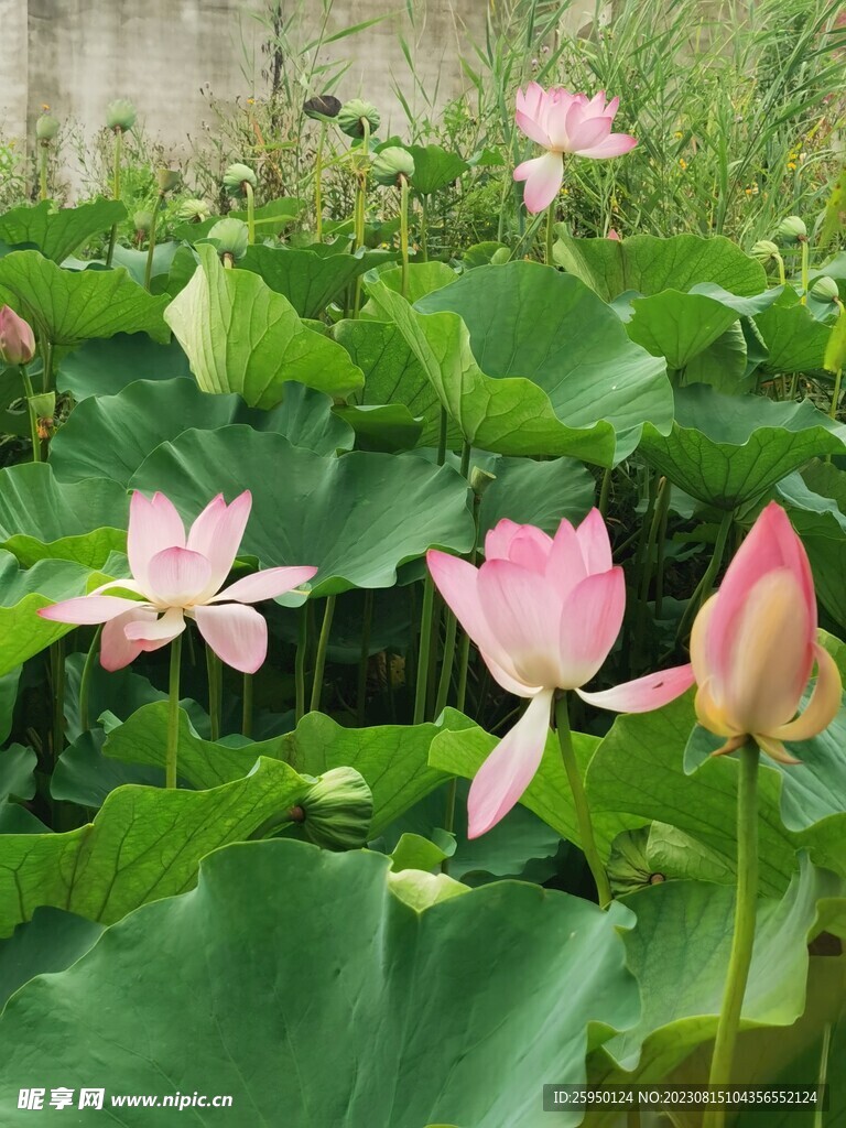 荷花