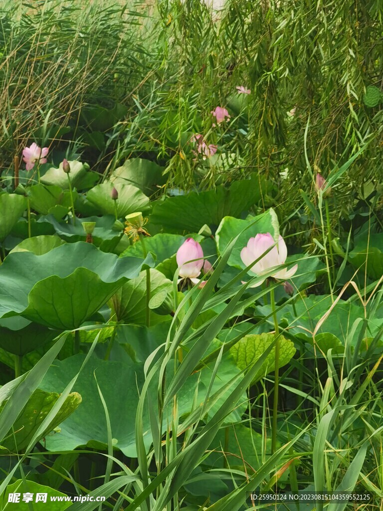 荷花
