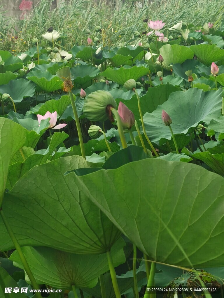 荷花