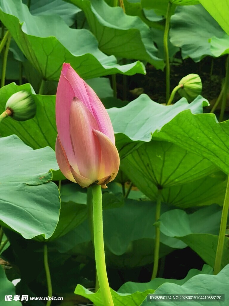 荷花