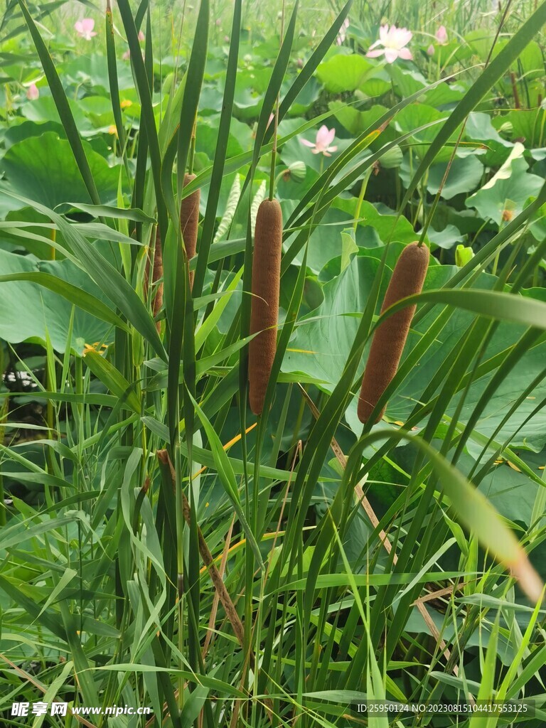 荷花