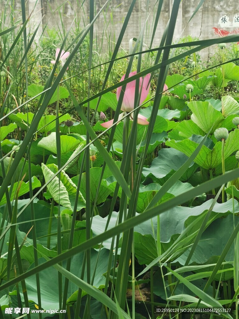 荷花