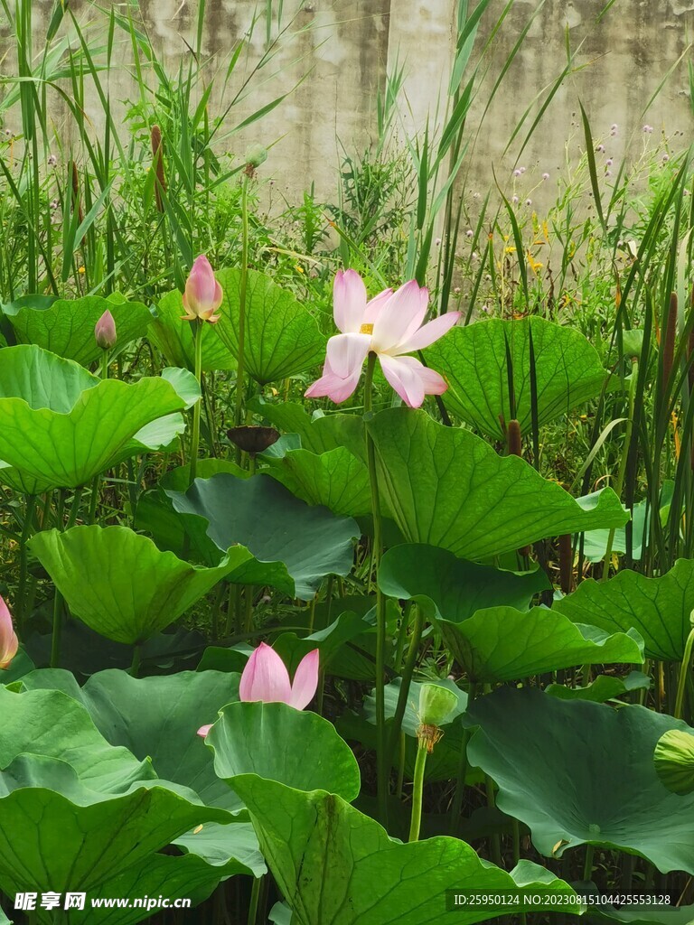 荷花