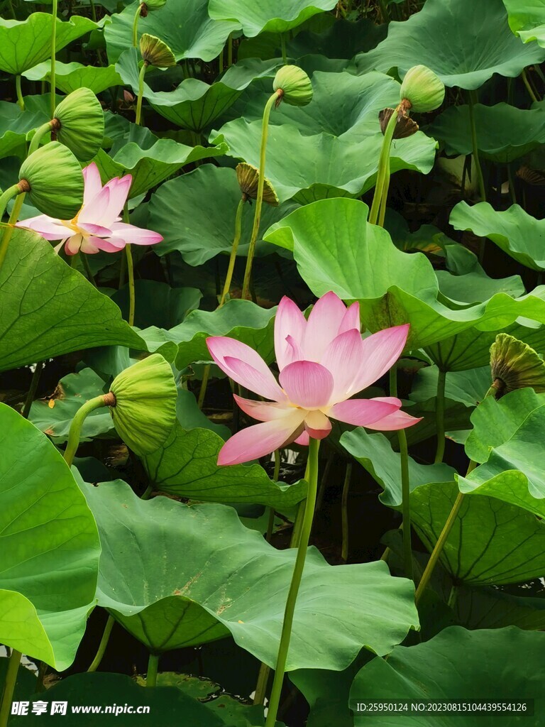 荷花