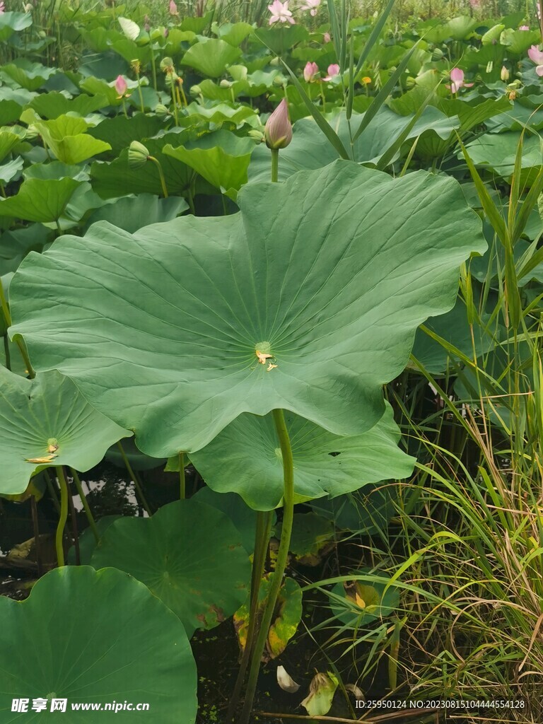 荷花
