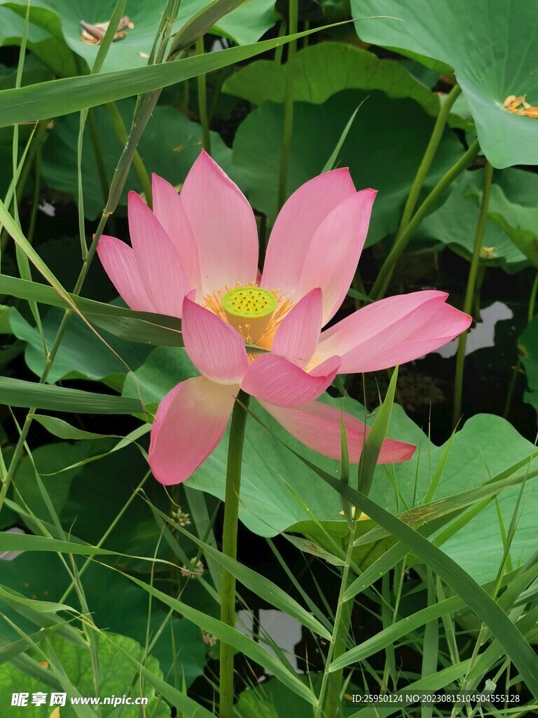 荷花