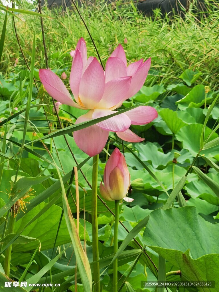 荷花