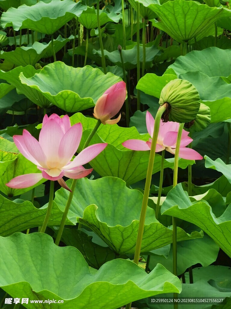 荷花