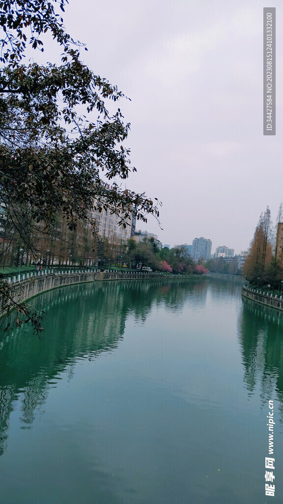 河景和樱花