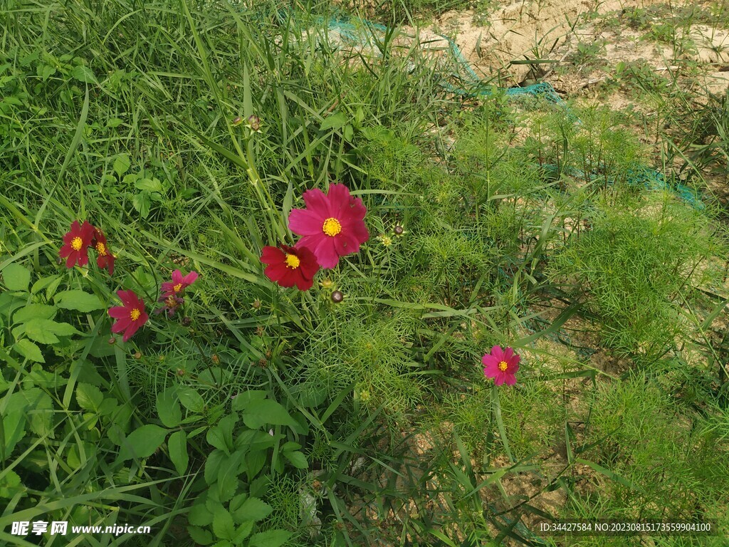 波斯菊
