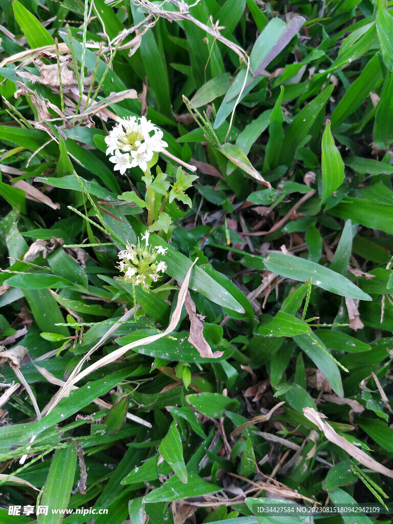 小野球花