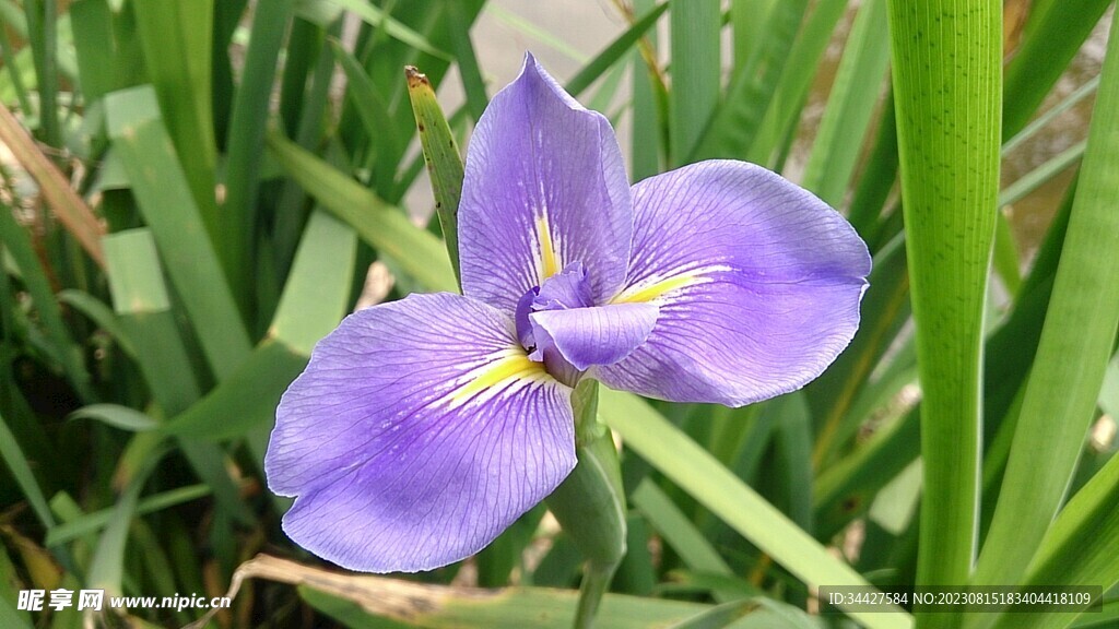 鸢尾花