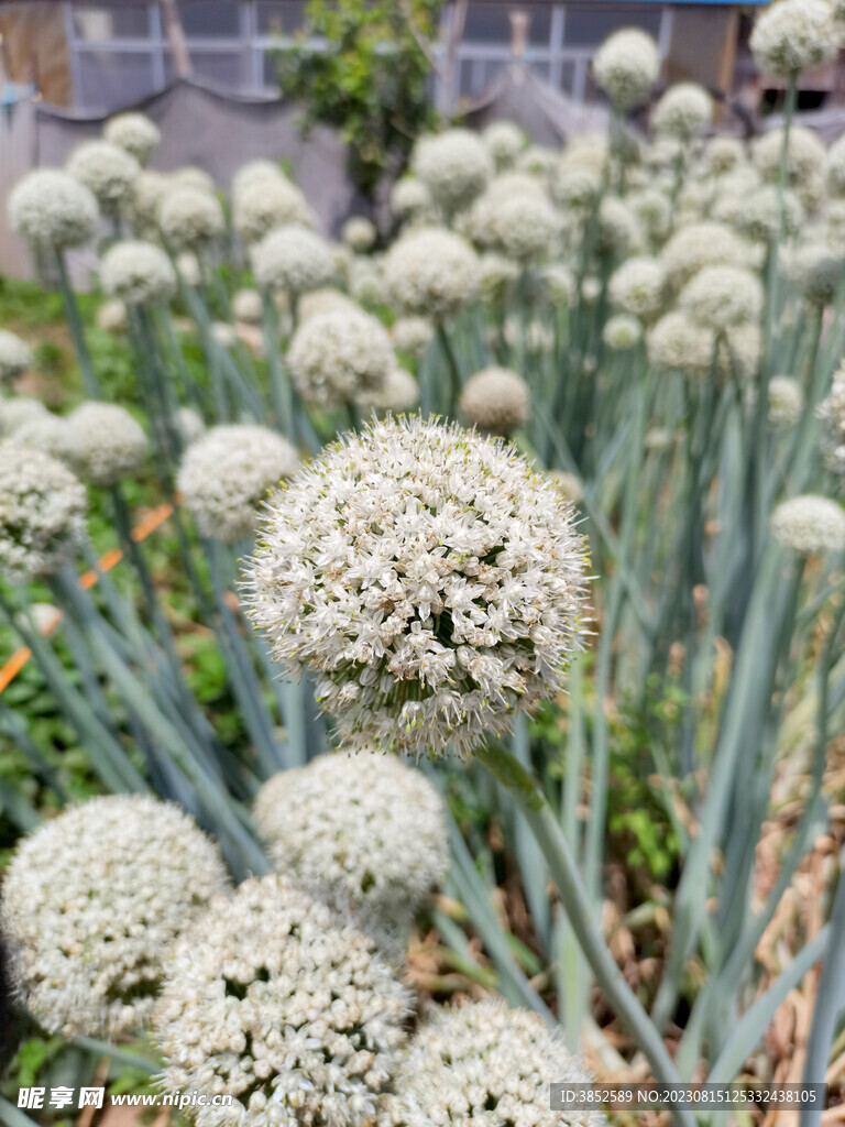 大葱花球