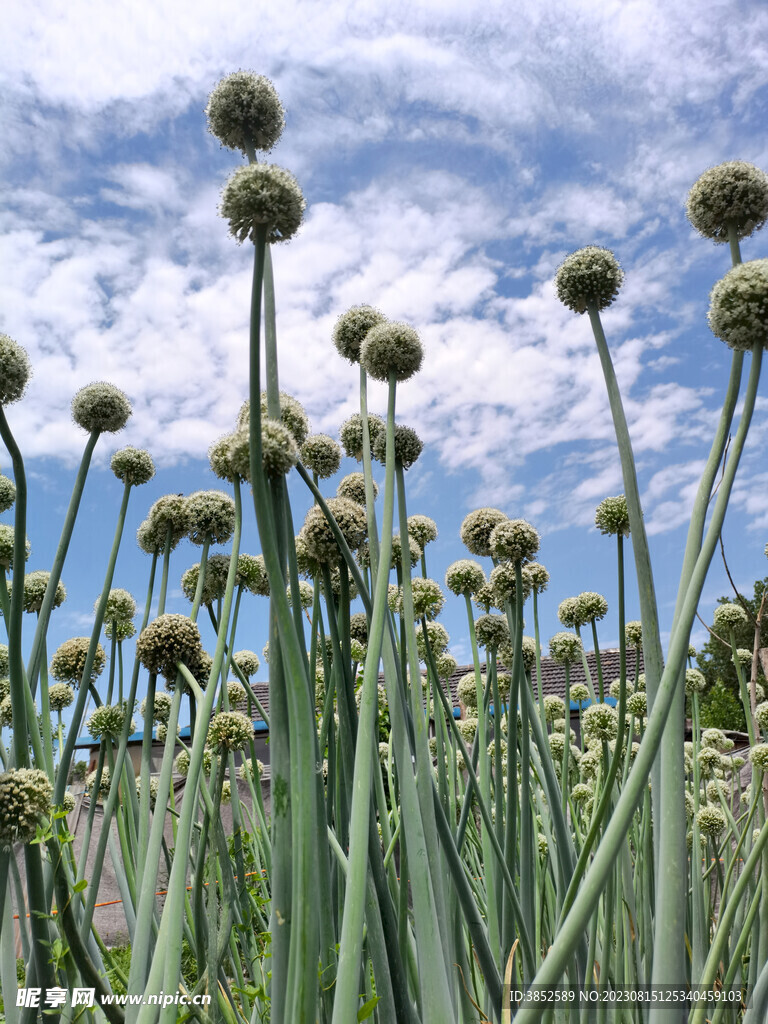 一片大葱开花