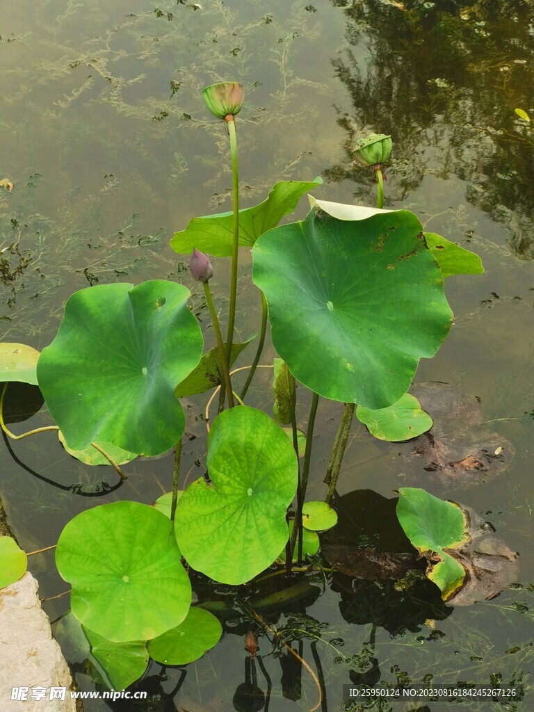 荷花
