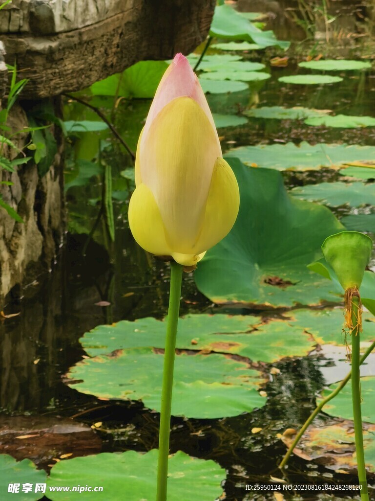 荷花