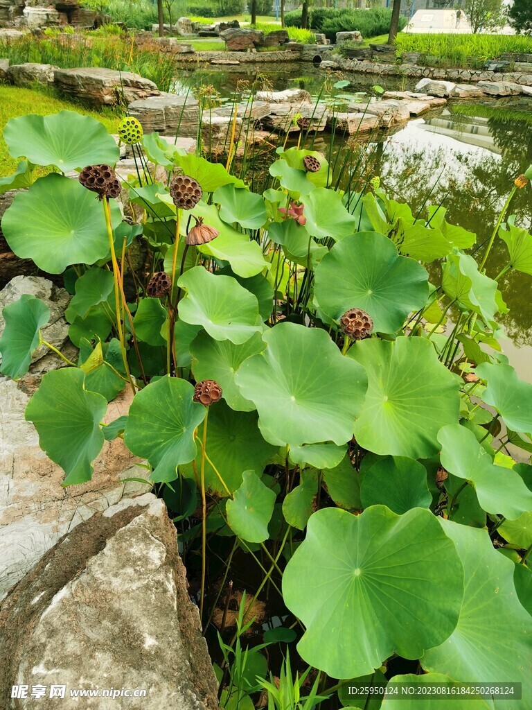 荷花