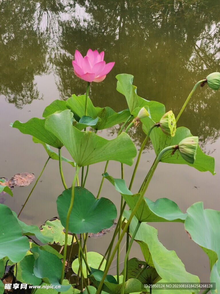 荷花