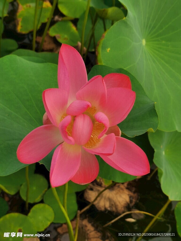 荷花