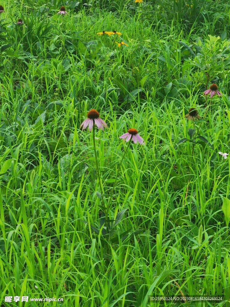 草坪