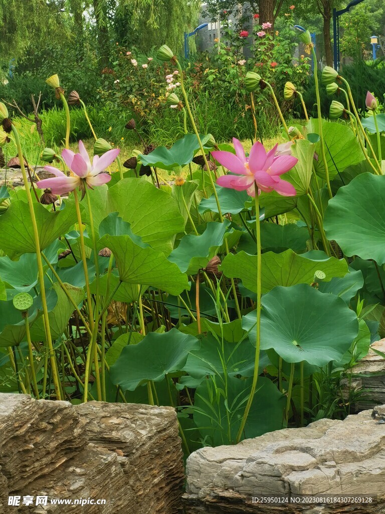 荷花