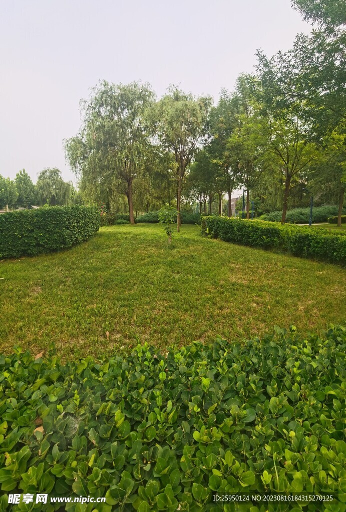 草坪