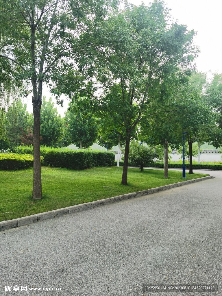 草坪