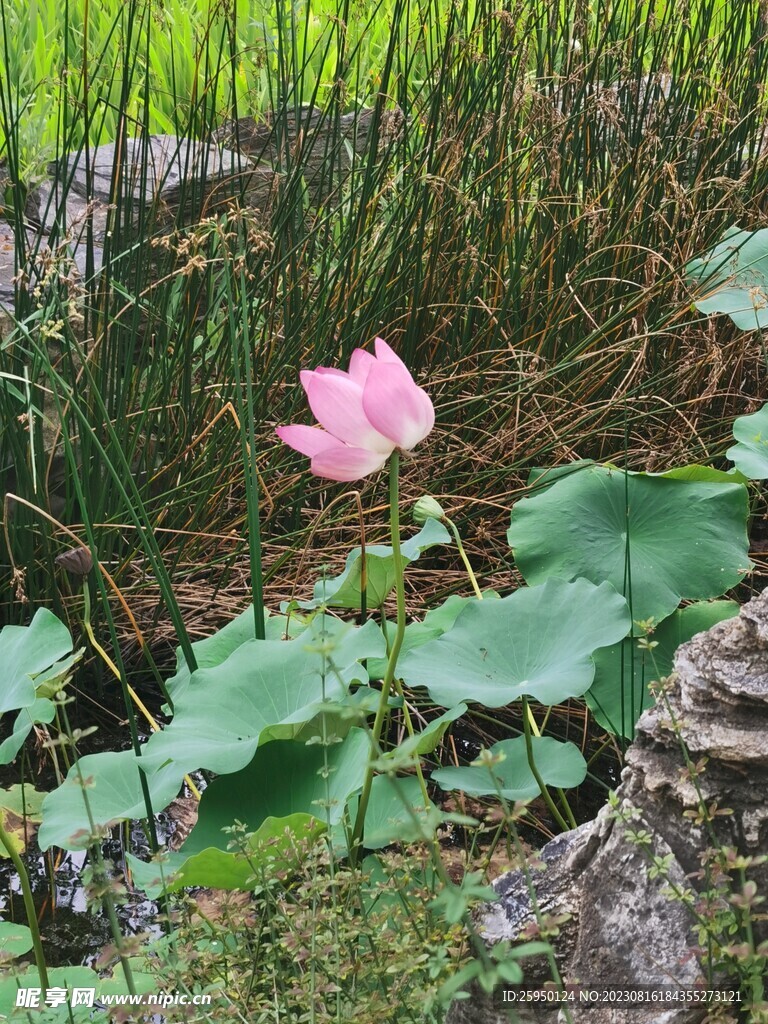 荷花