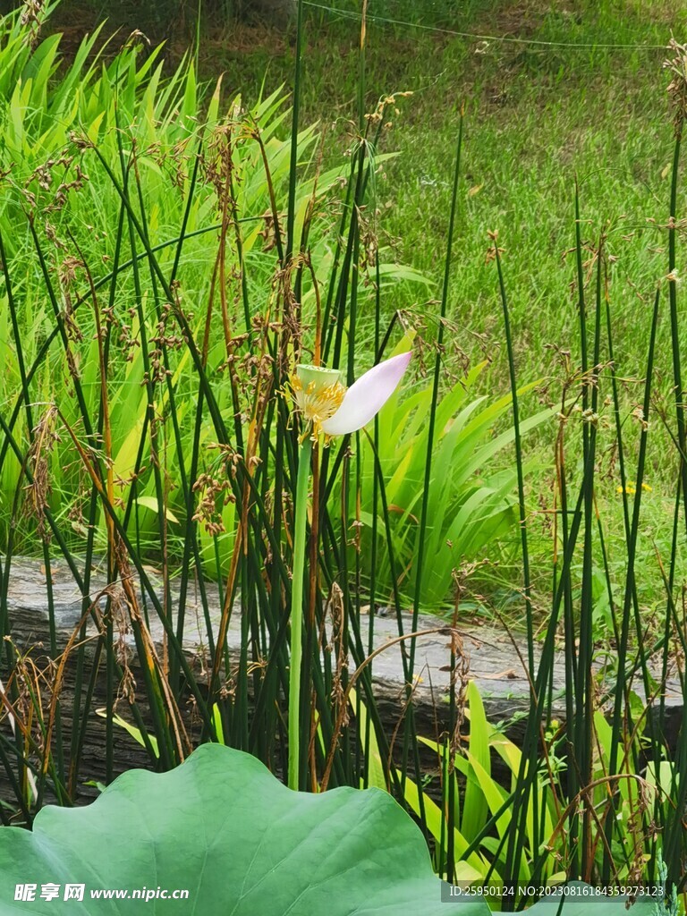 荷花