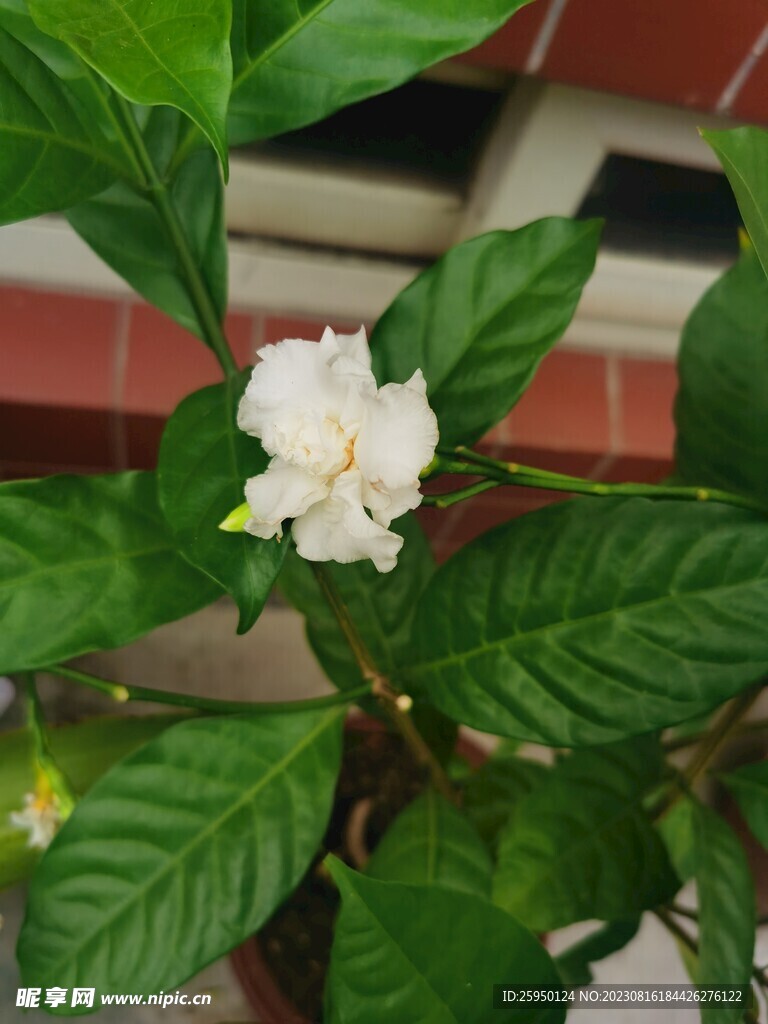 茉莉花
