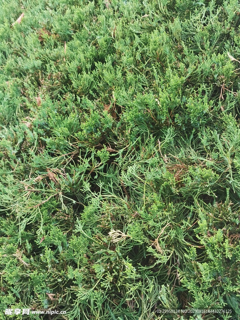 松树