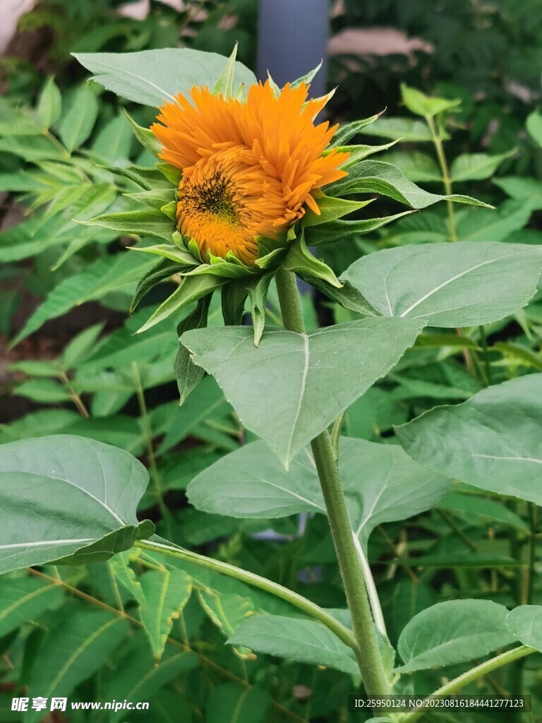 向日葵