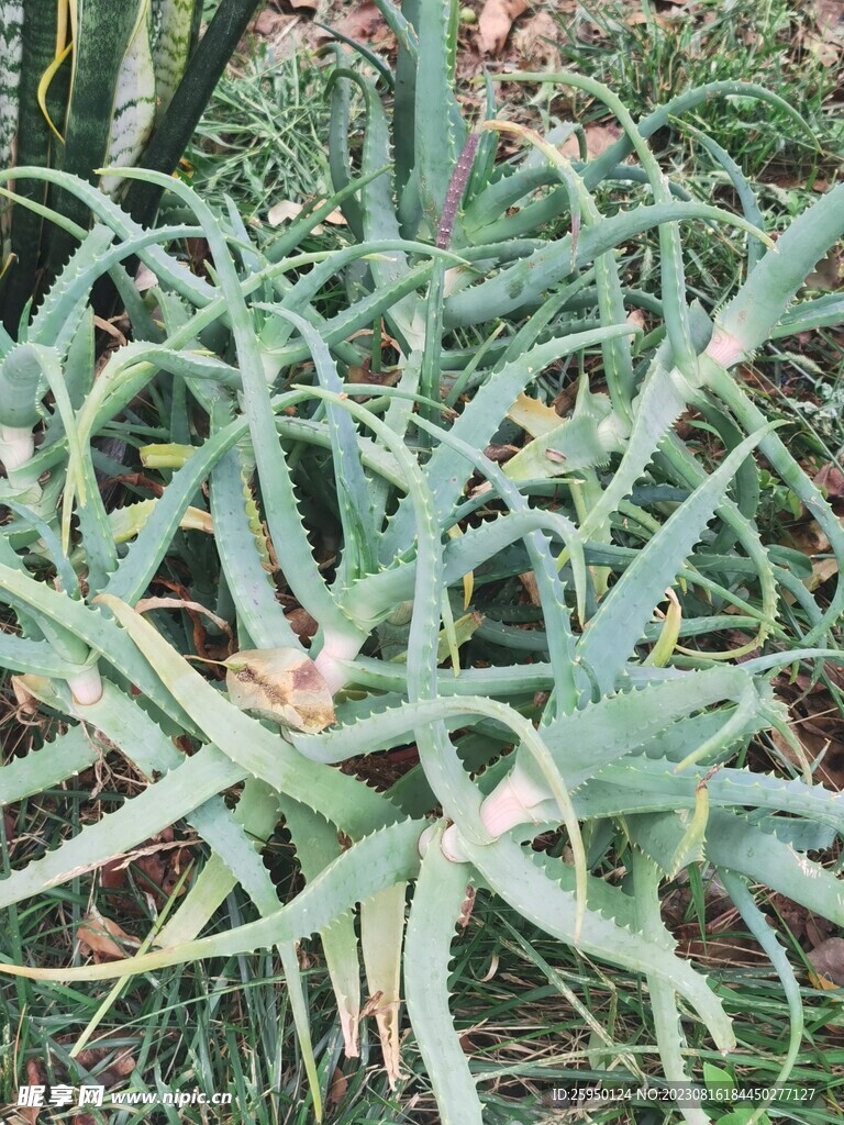 芦荟 
