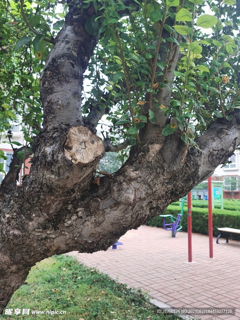 树干