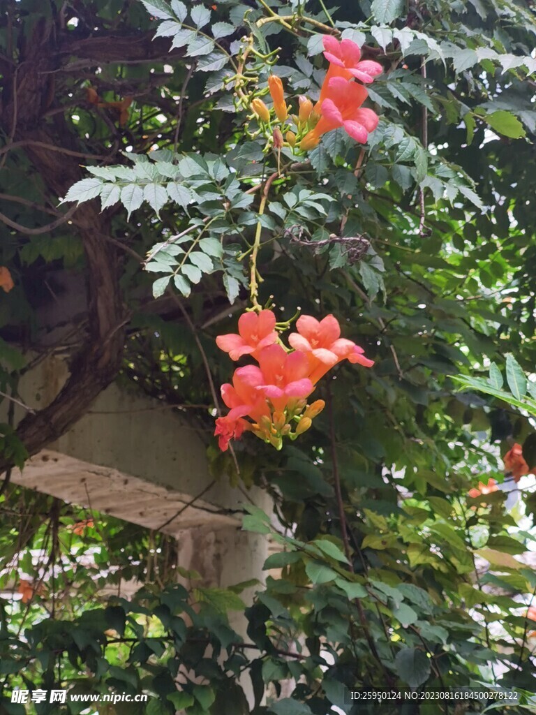 凌霄