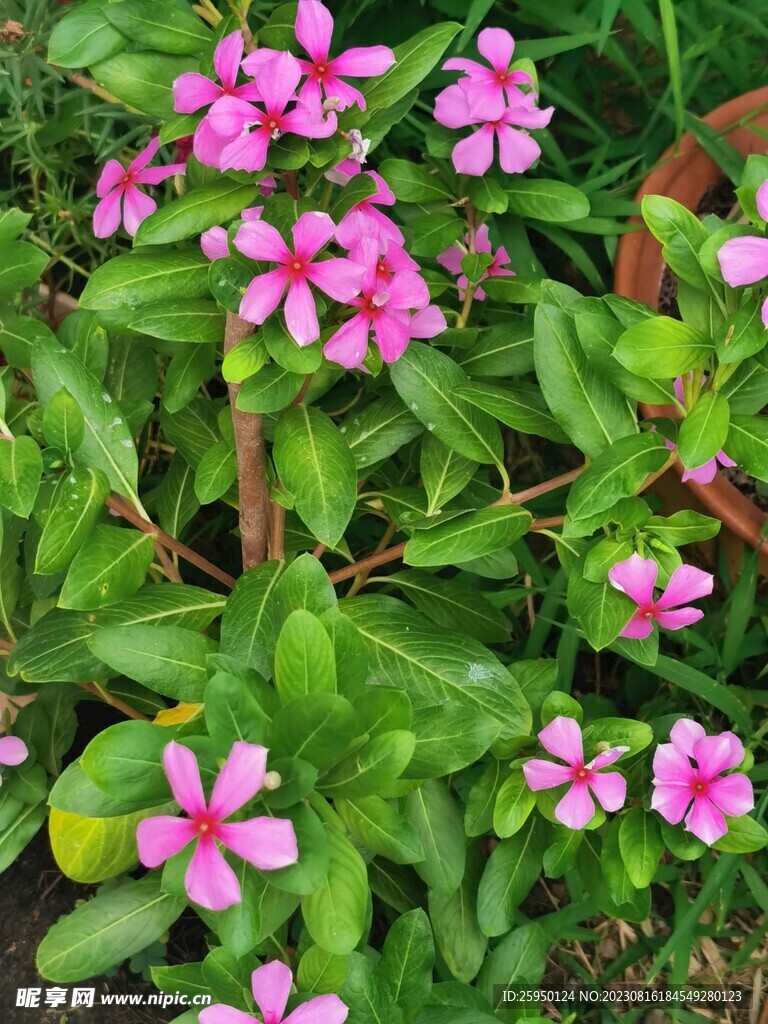 长春花