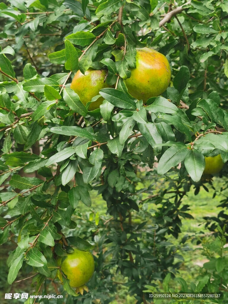 石榴