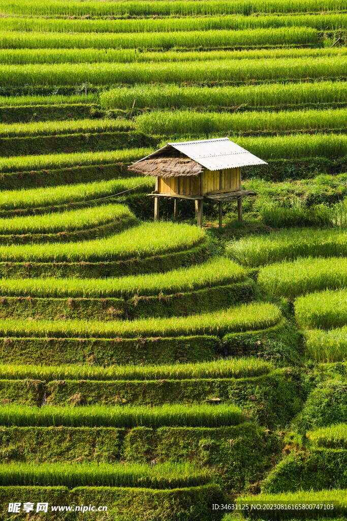 稻田梯田
