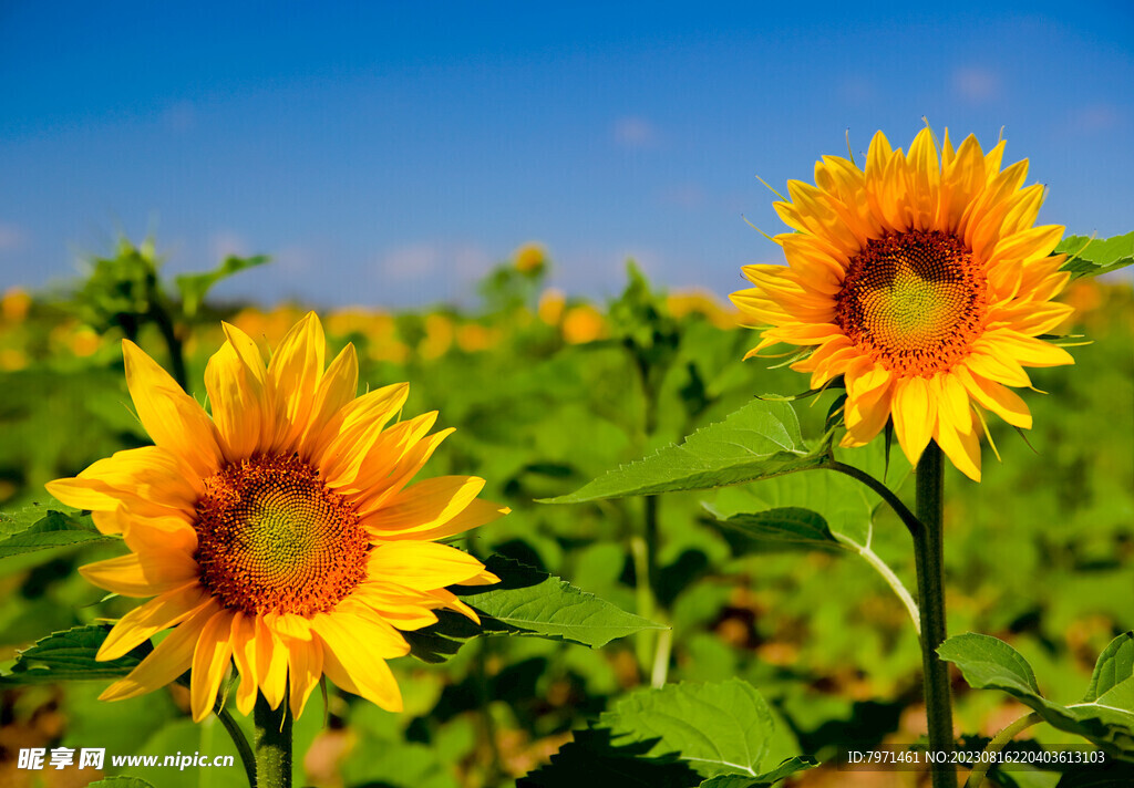 田野葵花