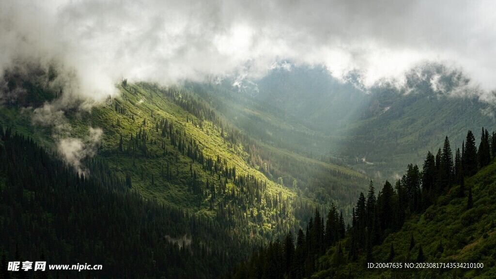 绿色电脑高清壁纸