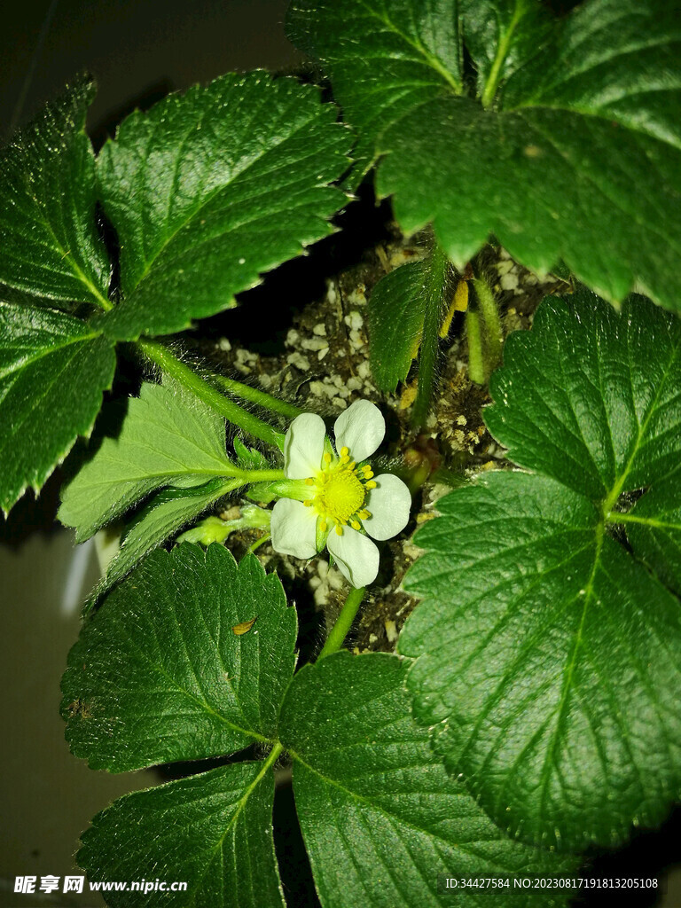 草莓花