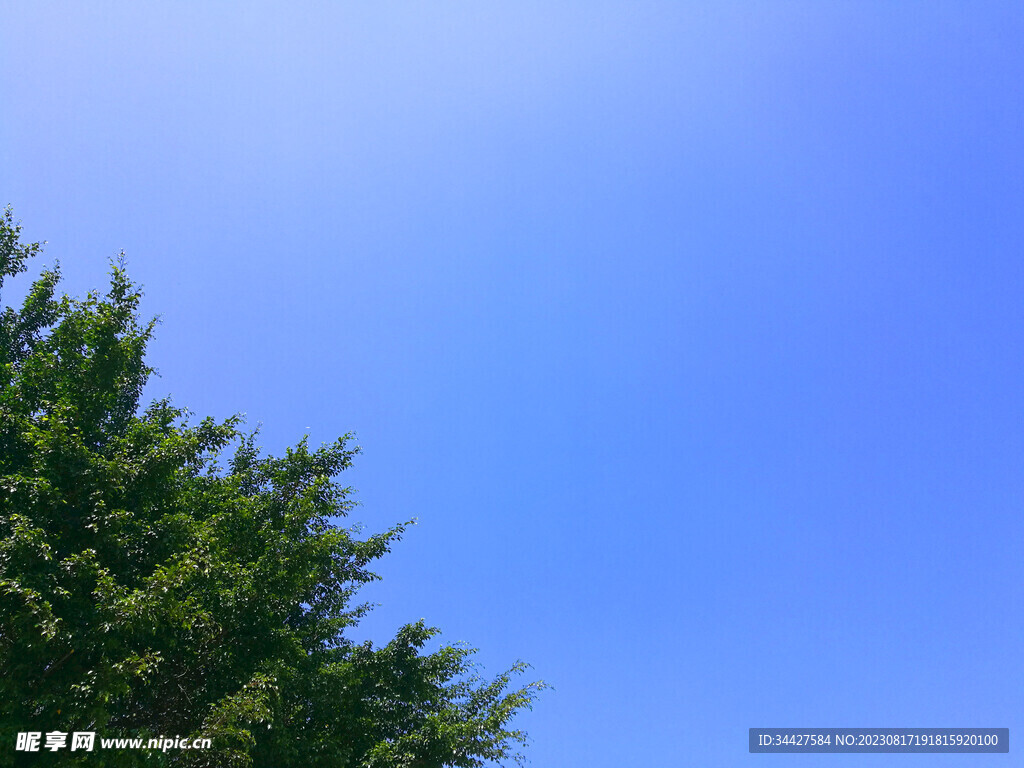 天空和树丛