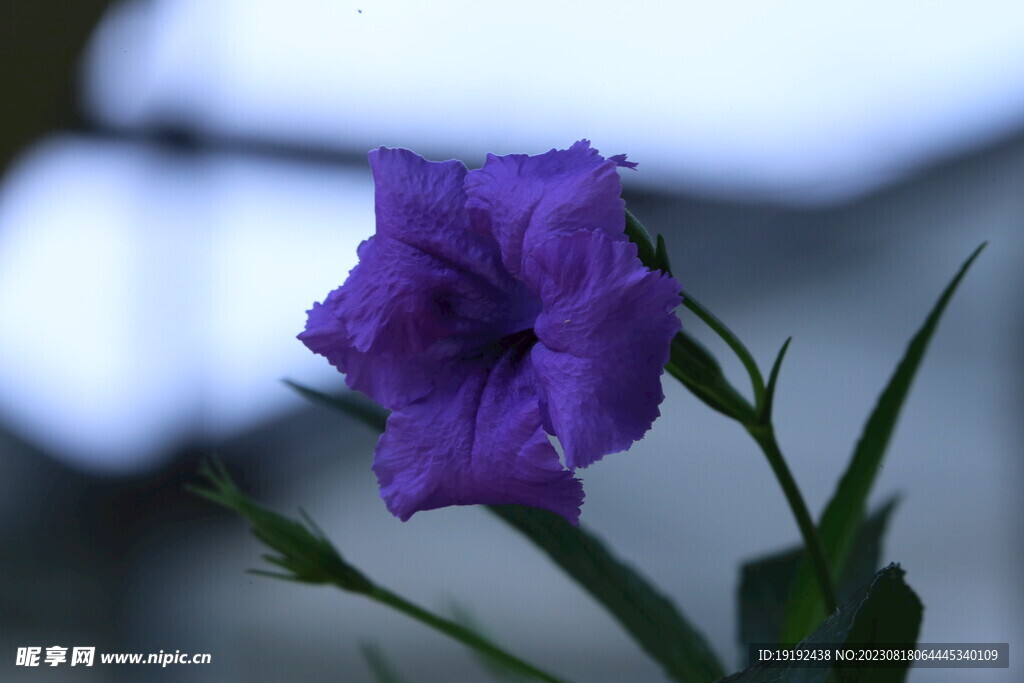蓝花草 