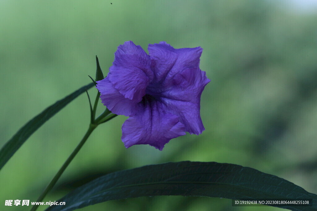 蓝花草